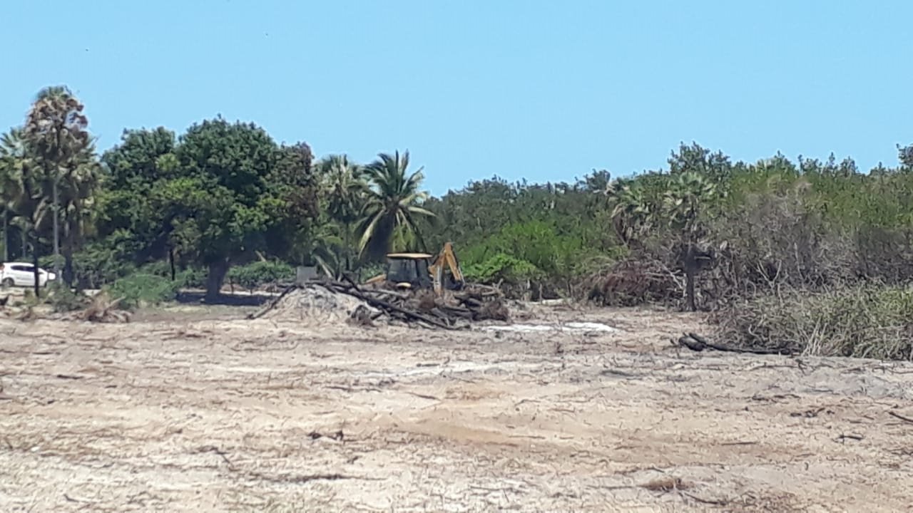 CREA flagra desmatamento igual a 10 campos de futebol no litoral do PI